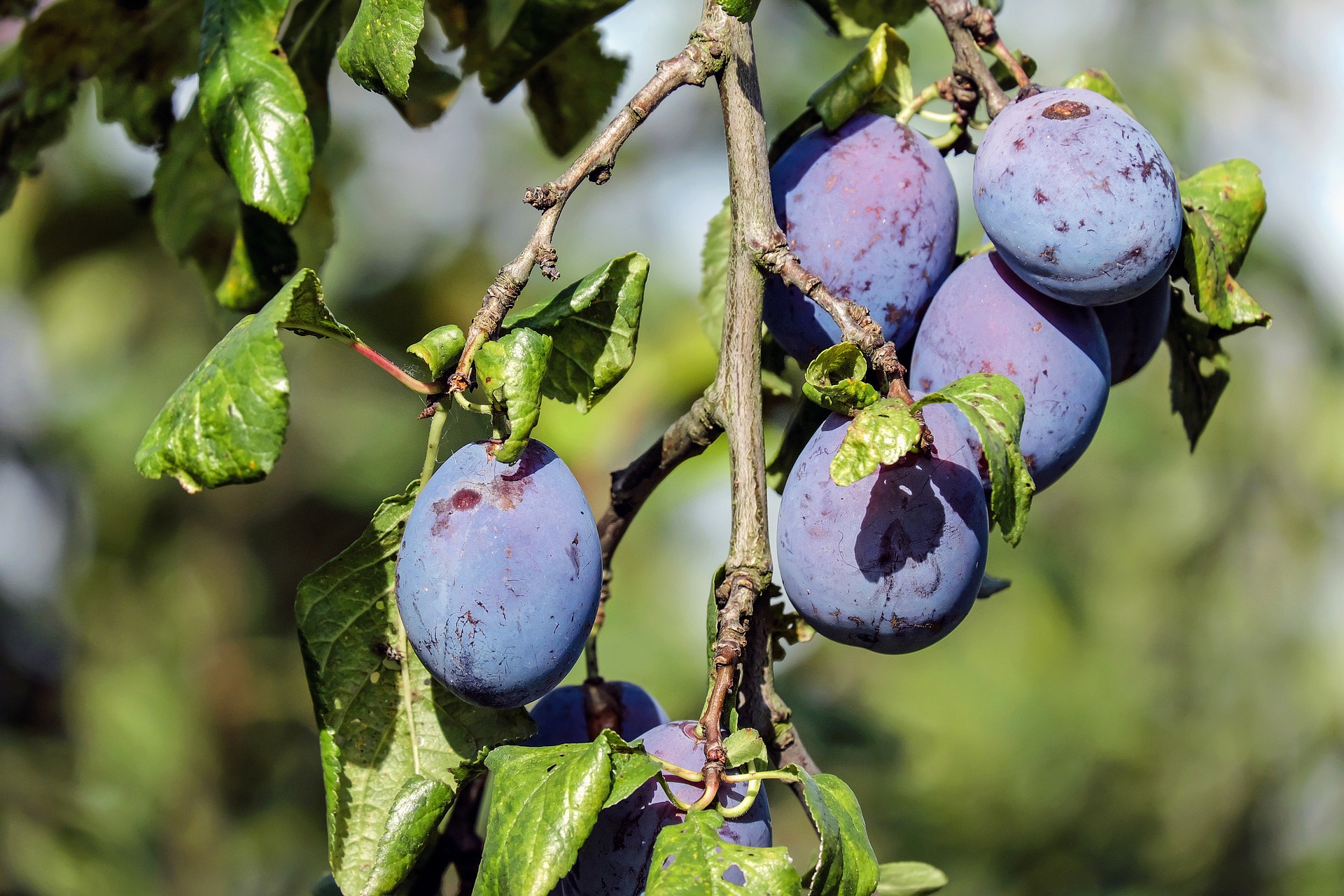 plums-g270360e99_1920